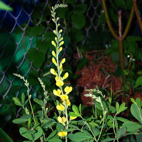 Baptisia hybrida Solar Flare